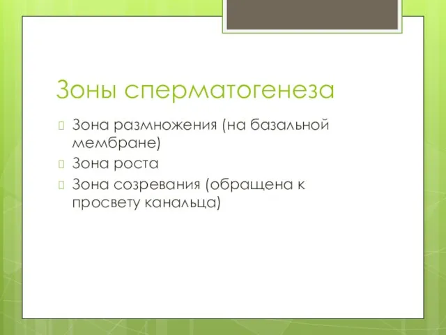 Зоны сперматогенеза Зона размножения (на базальной мембране) Зона роста Зона созревания (обращена к просвету канальца)