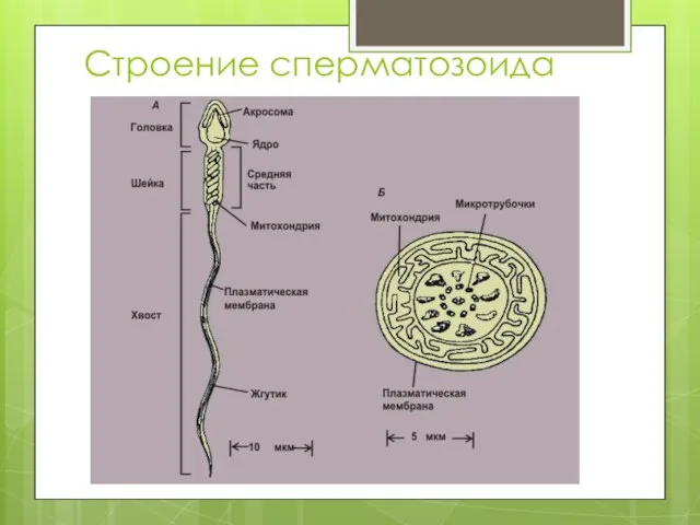 Строение сперматозоида