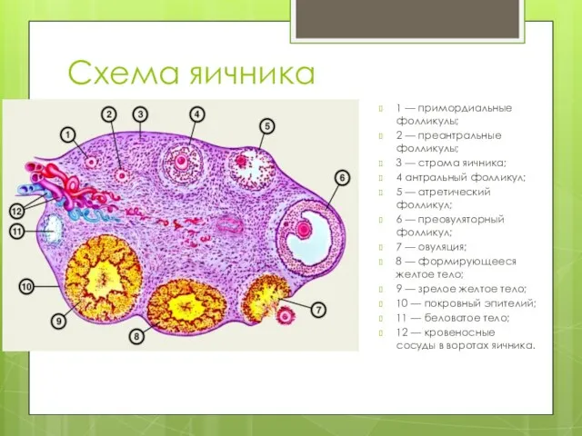 Схема яичника 1 — примордиальные фолликулы; 2 — преантральные фолликулы; 3