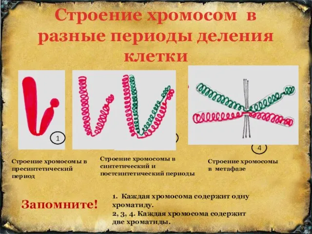 Строение хромосом в разные периоды деления клетки 1 2 3 4