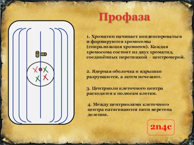 3. Центриоли клеточного центра расходятся к полюсам клетки. 1. Хроматин начинает