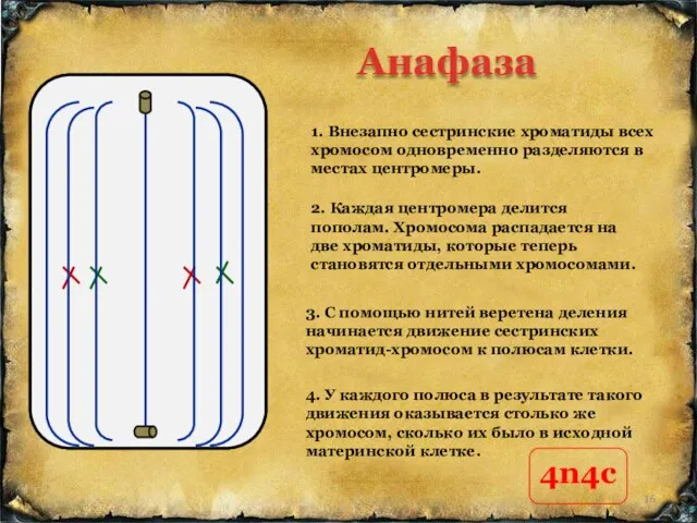 Анафаза 1. Внезапно сестринские хроматиды всех хромосом одновременно разделяются в местах