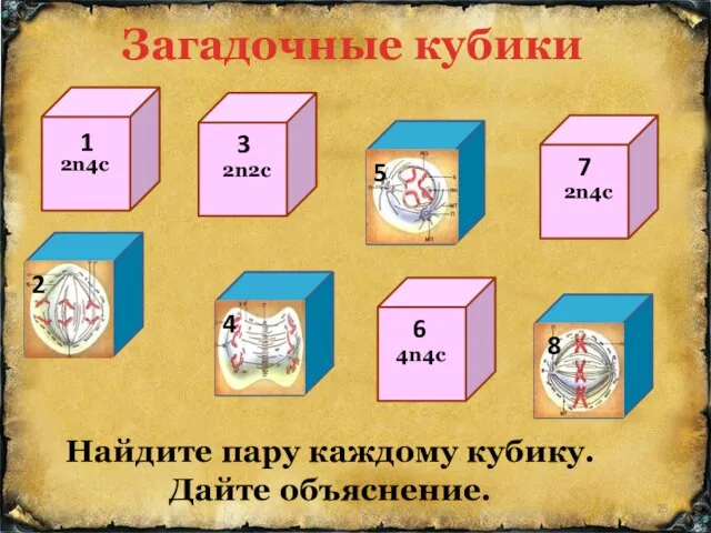 Найдите пару каждому кубику. Дайте объяснение. Загадочные кубики 2n4c 2n4c 4n4c