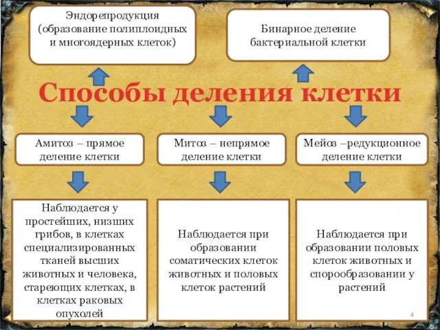 Способы деления клетки Амитоз – прямое деление клетки Митоз – непрямое