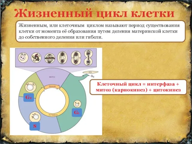 Жизненный цикл клетки G1 G2 Жизненным, или клеточным циклом называют период