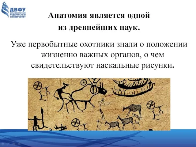 Анатомия является одной из древнейших наук. Уже первобытные охотники знали о