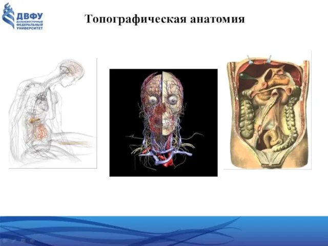 Топографическая анатомия