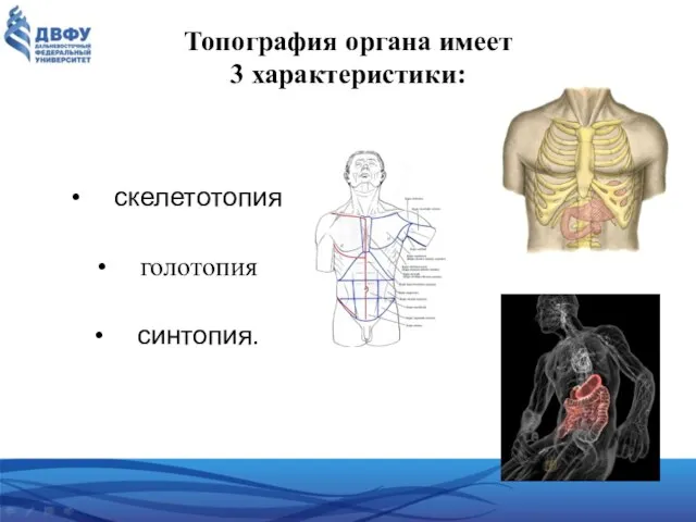 Топография органа имеет 3 характеристики: скелетотопия голотопия синтопия.