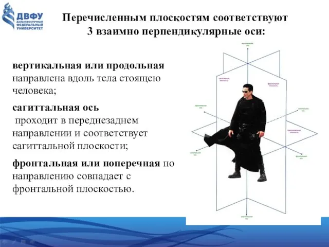 Перечисленным плоскостям соответствуют 3 взаимно перпендикулярные оси: вертикальная или продольная направлена