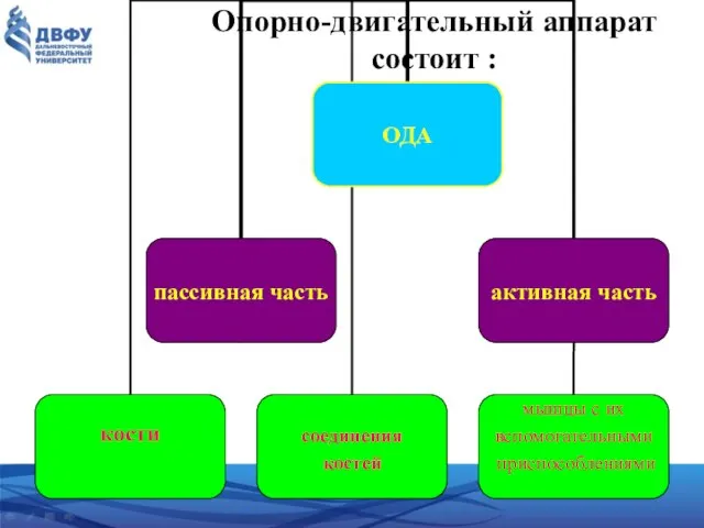 Опорно-двигательный аппарат состоит :