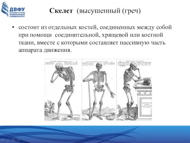 Скелет (высушенный (греч) состоит из отдельных костей, соединенных между собой при