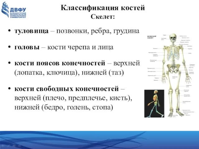 Классификация костей Скелет: туловища – позвонки, ребра, грудина головы – кости