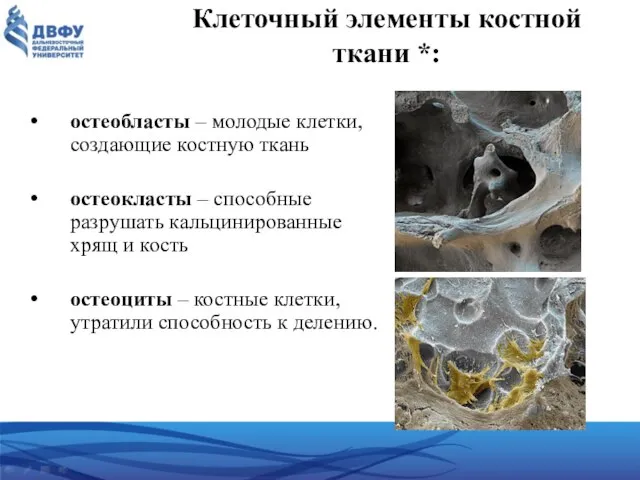 Клеточный элементы костной ткани *: остеобласты – молодые клетки, создающие костную