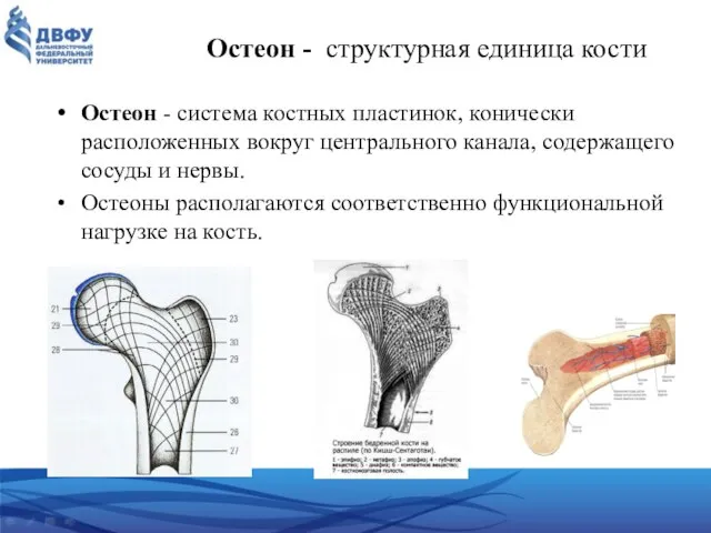 Остеон - структурная единица кости Остеон - система костных пластинок, конически