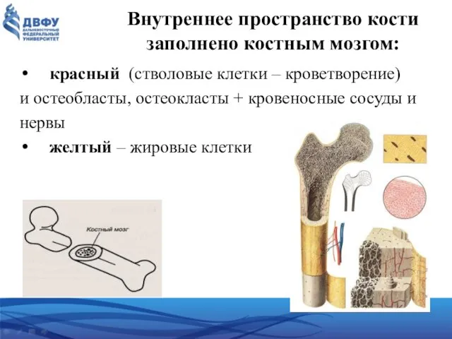 Внутреннее пространство кости заполнено костным мозгом: красный (стволовые клетки – кроветворение)