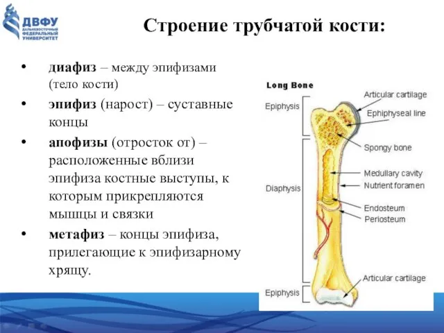 Строение трубчатой кости: диафиз – между эпифизами (тело кости) эпифиз (нарост)