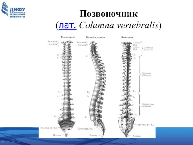 Позвоночник (лат. Columna vertebralis)