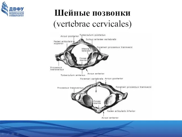 Шейные позвонки (vertebrae cervicales)