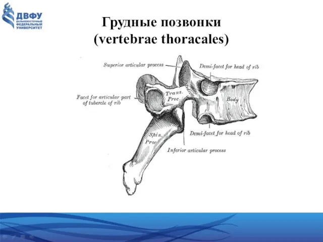 Грудные позвонки (vertebrae thoracales)