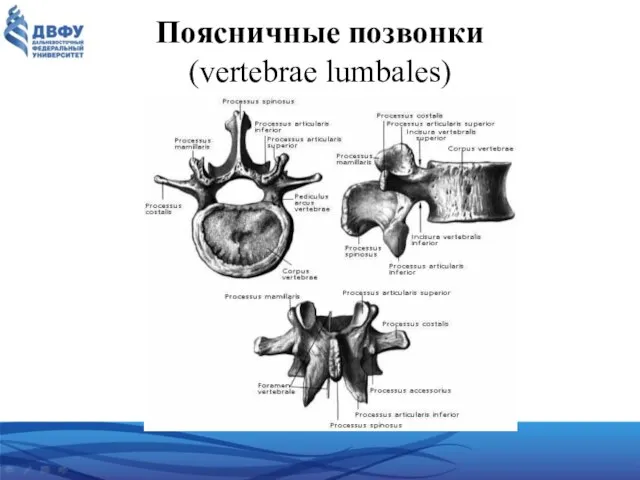 Поясничные позвонки (vertebrae lumbales)