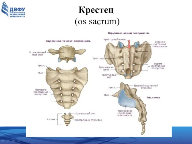 Крестец (os sacrum)