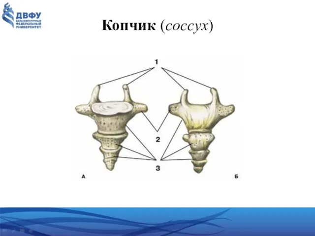 Копчик (coccyx)