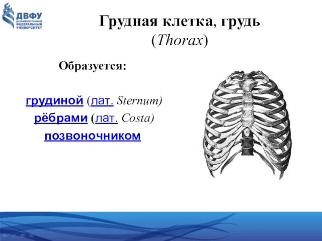 Грудная клетка, грудь (Thorax) Образуется: грудиной (лат. Sternum) рёбрами (лат. Costa) позвоночником