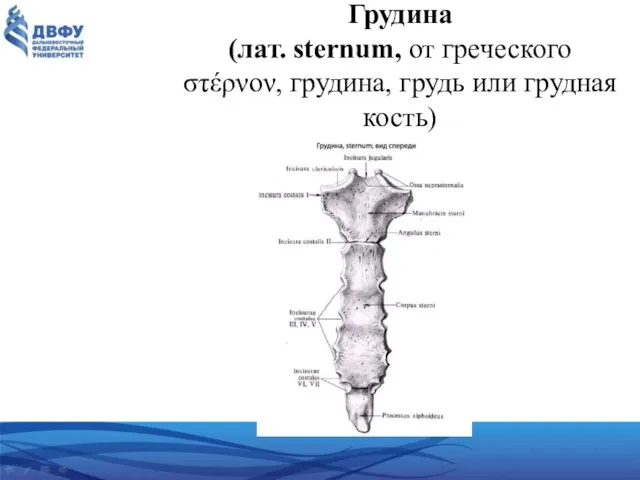 Грудина (лат. sternum, от греческого στέρνον, грудина, грудь или грудная кость)