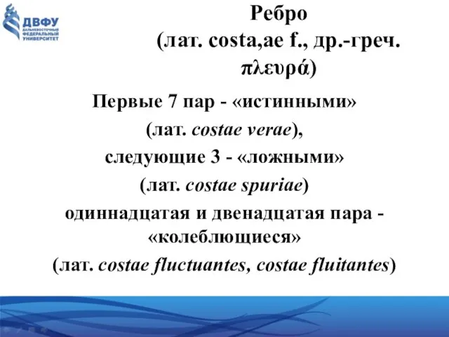 Ребро (лат. costa,ae f., др.-греч.πλευρά) Первые 7 пар - «истинными» (лат.