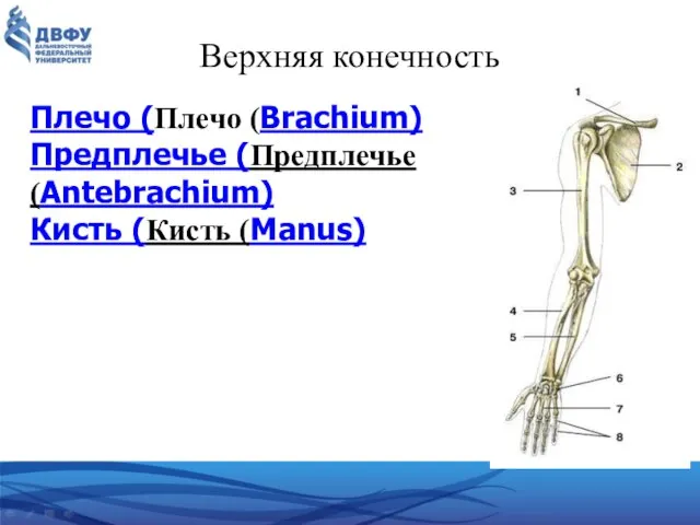 Верхняя конечность Плечо (Плечо (Brachium) Предплечье (Предплечье (Antebrachium) Кисть (Кисть (Manus)