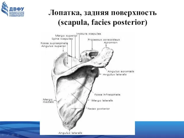 Лопатка, задняя поверхность (scapula, facies posterior)