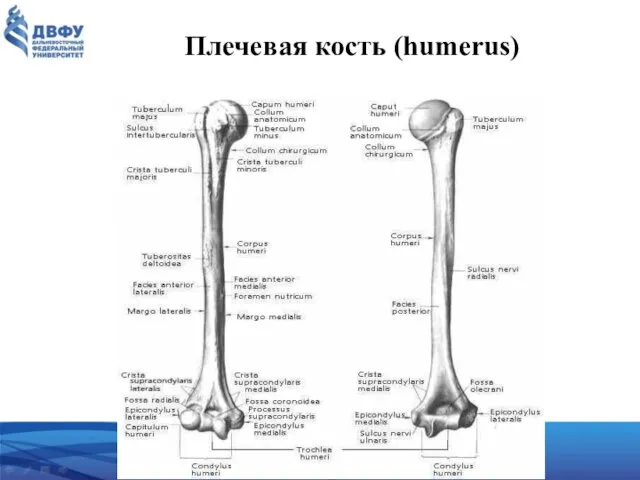 Плечевая кость (humerus)