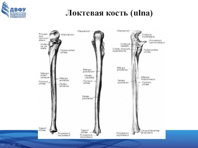 Локтевая кость (ulna)