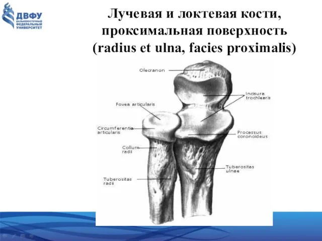 Лучевая и локтевая кости, проксимальная поверхность (radius et ulna, facies proximalis)