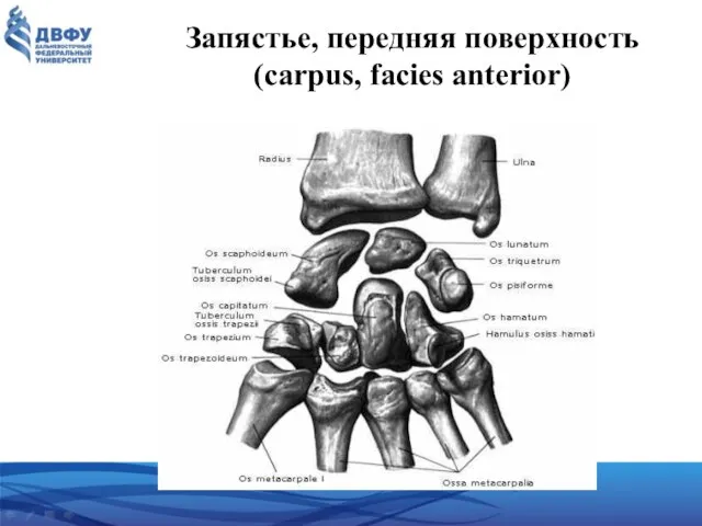 Запястье, передняя поверхность (carpus, facies anterior)