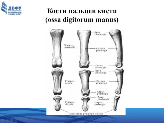 Кости пальцев кисти (ossa digitorum manus)