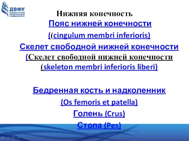 Нижняя конечность Пояс нижней конечности ((cingulum membri inferioris) Скелет свободной нижней