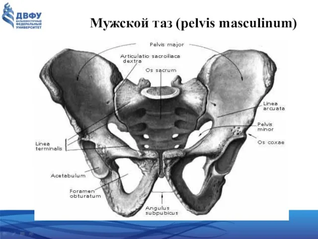 Мужской таз (pelvis masculinum)