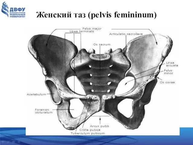 Женский таз (pelvis femininum)