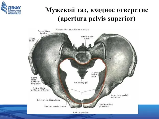 Мужской таз, входное отверстие (apertura pelvis superior)