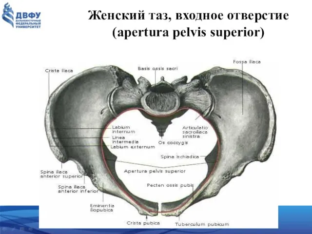 Женский таз, входное отверстие (apertura pelvis superior)