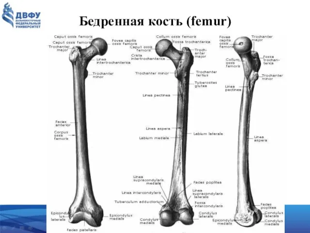 Бедренная кость (femur)