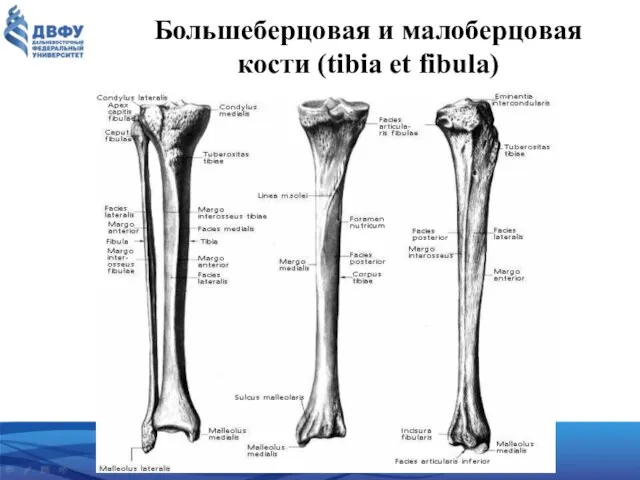 Большеберцовая и малоберцовая кости (tibia et fibula)