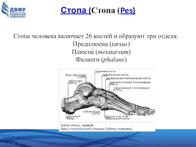 Стопа (Стопа (Pes) Стопа человека включает 26 костей и образуют три