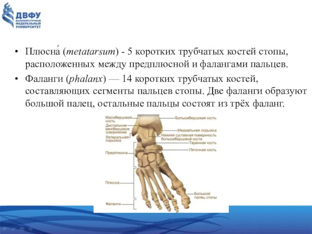 Плюсна́ (metatarsum) - 5 коротких трубчатых костей стопы, расположенных между предплюсной