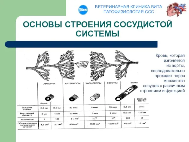 ОСНОВЫ СТРОЕНИЯ СОСУДИСТОЙ СИСТЕМЫ Кровь, которая изгоняется из аорты, последовательно проходит