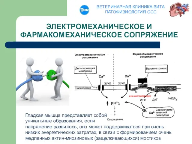 ЭЛЕКТРОМЕХАНИЧЕСКОЕ И ФАРМАКОМЕХАНИЧЕСКОЕ СОПРЯЖЕНИЕ Гладкая мышца представляет собой уникальные образования, если