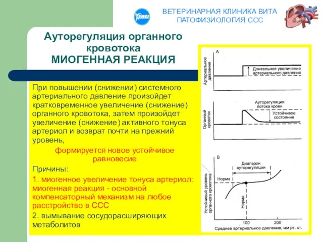 Ауторегуляция органного кровотока МИОГЕННАЯ РЕАКЦИЯ При повышении (снижении) системного артериального давление