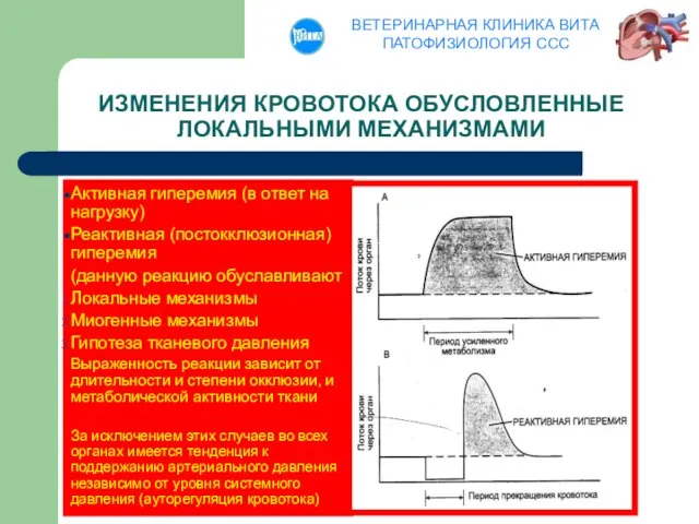 ИЗМЕНЕНИЯ КРОВОТОКА ОБУСЛОВЛЕННЫЕ ЛОКАЛЬНЫМИ МЕХАНИЗМАМИ Активная гиперемия (в ответ на нагрузку)