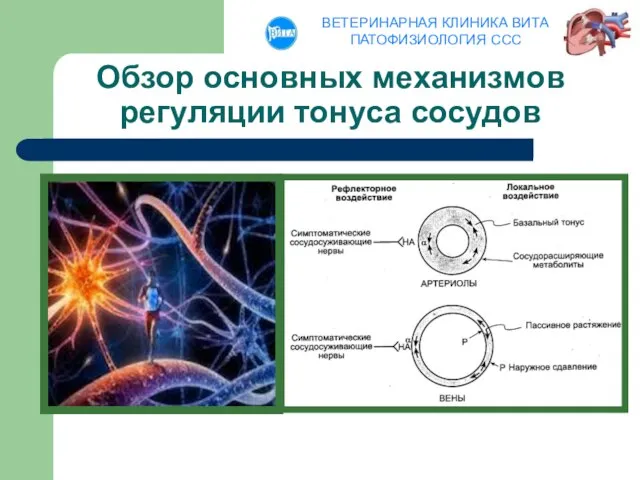 Обзор основных механизмов регуляции тонуса сосудов